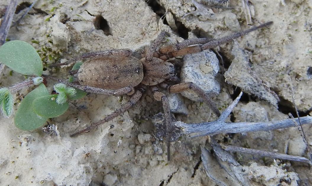 Nomisia aussereri - Gorgoglione (MT)