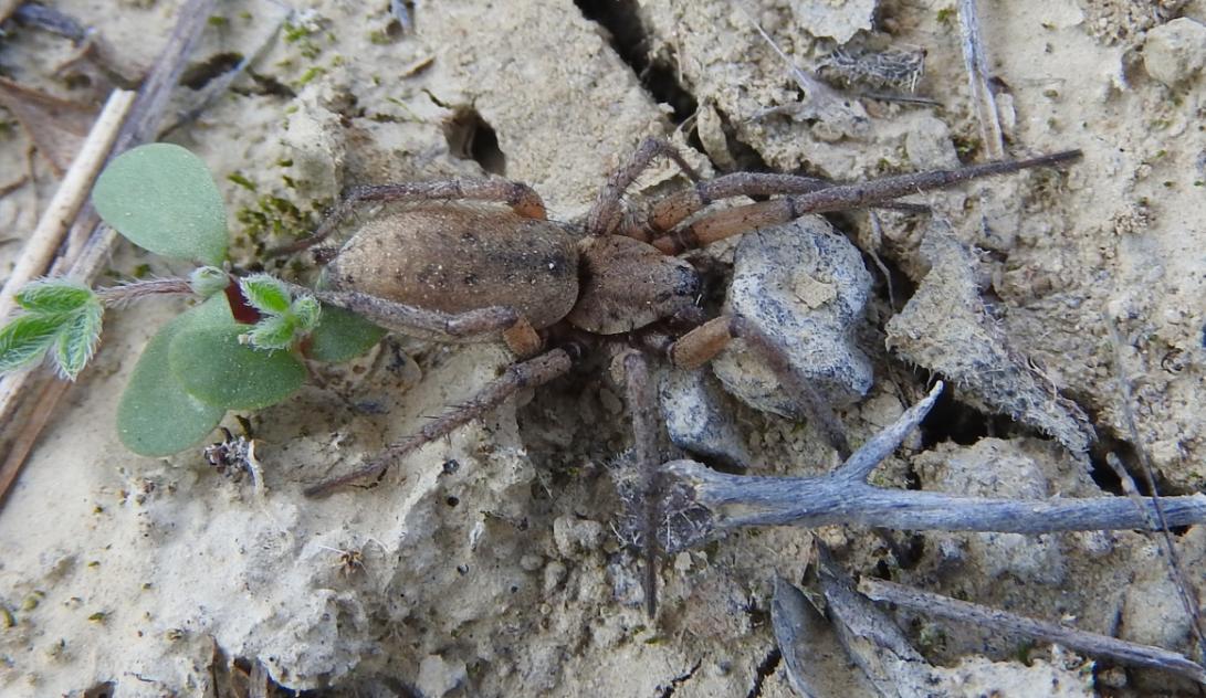 Nomisia aussereri - Gorgoglione (MT)