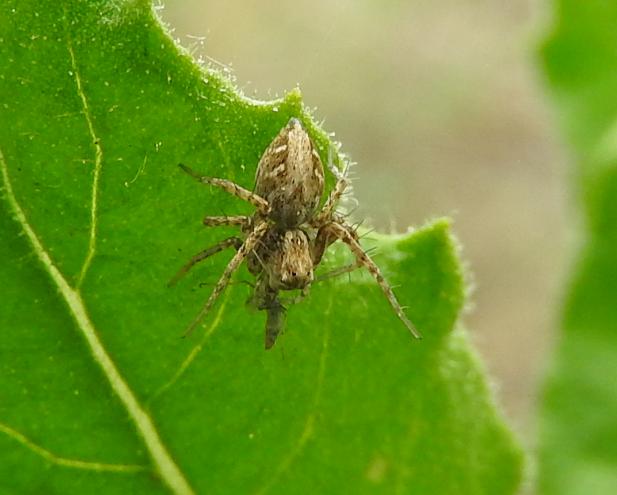 stessa specie di Oxyopes?  S, Oxyopes heterophthalmus  - Gorgoglione (MT)