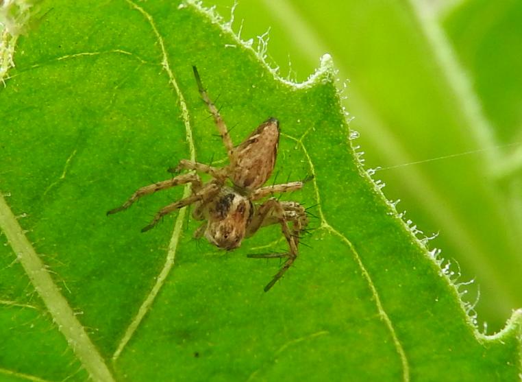 stessa specie di Oxyopes?  S, Oxyopes heterophthalmus  - Gorgoglione (MT)