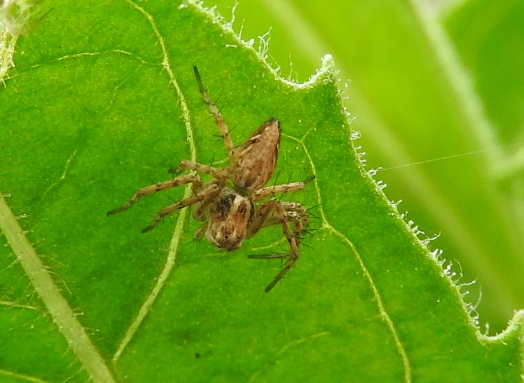 stessa specie di Oxyopes?  S, Oxyopes heterophthalmus  - Gorgoglione (MT)