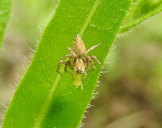 stessa specie di Oxyopes?  S, Oxyopes heterophthalmus  - Gorgoglione (MT)