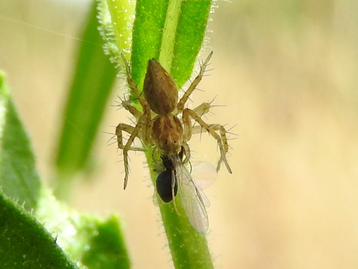 stessa specie di Oxyopes?  S, Oxyopes heterophthalmus  - Gorgoglione (MT)