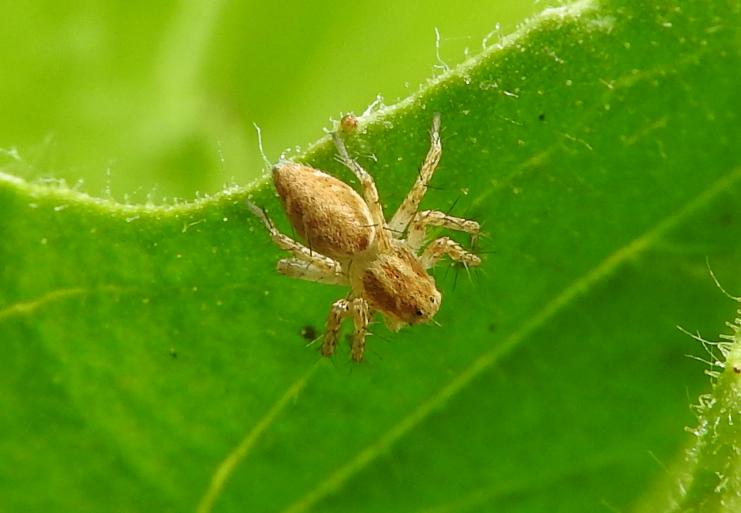 stessa specie di Oxyopes?  S, Oxyopes heterophthalmus  - Gorgoglione (MT)