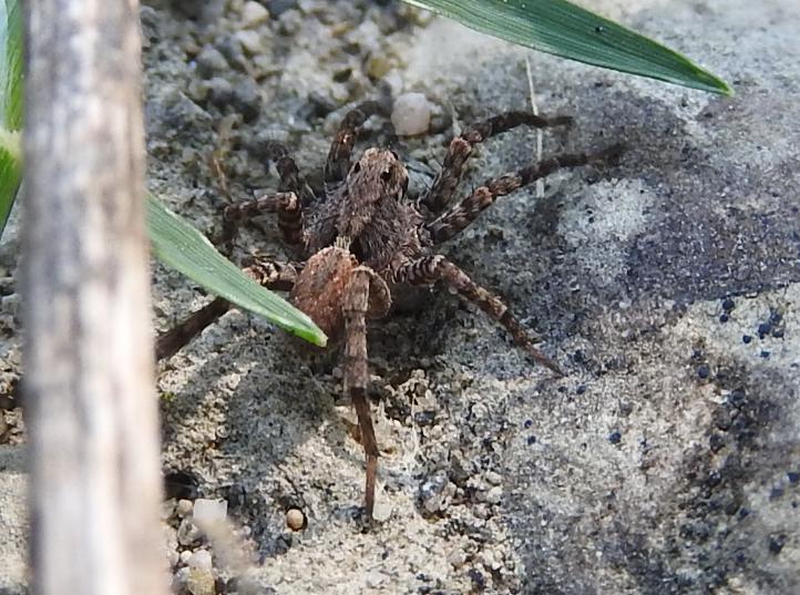 Lycosidae: Alopecosa sp. - Gorgoglione (MT)