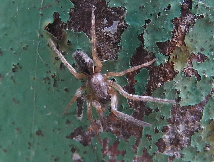 Araneidae? No, Segestriidae: Segestria sp. - Gorgoglione (MT)