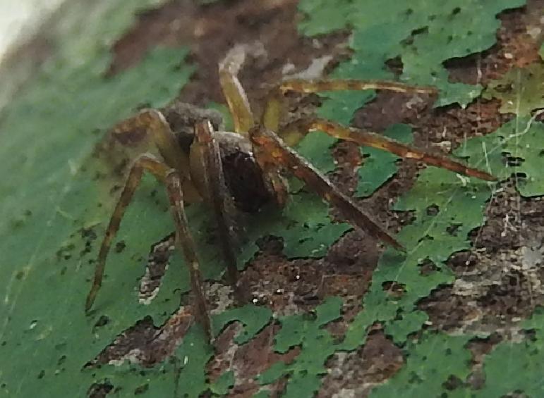 Araneidae? No, Segestriidae: Segestria sp. - Gorgoglione (MT)