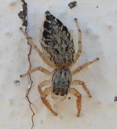 Salticidae: cfr. Pseudicius encarpatus,  femmina - San Donà di Piave (VE)