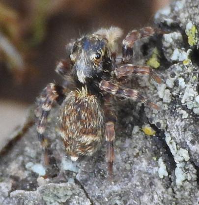 Pseudeuophrys erratica?... Pseudeuophrys sp. - Gorgoglione (MT)