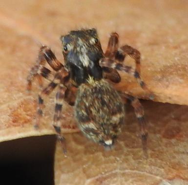 Pseudeuophrys erratica?... Pseudeuophrys sp. - Gorgoglione (MT)