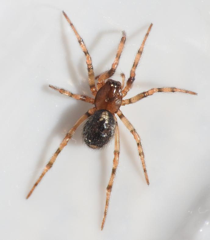 Enoplognatha mandibularis? S, giovane - Gorgoglione (MT)