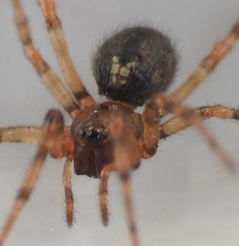 Enoplognatha mandibularis? S, giovane - Gorgoglione (MT)