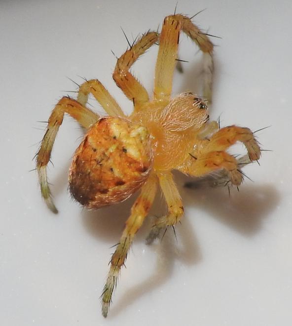 piccolo Araneidae: Araneus diadematus - Gorgoglione (MT)