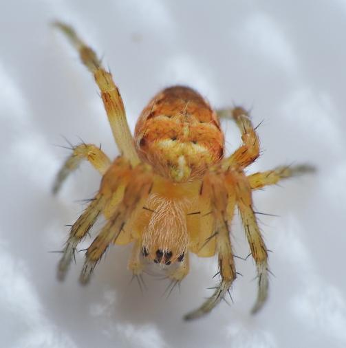 piccolo Araneidae: Araneus diadematus - Gorgoglione (MT)