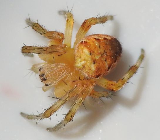 piccolo Araneidae: Araneus diadematus - Gorgoglione (MT)