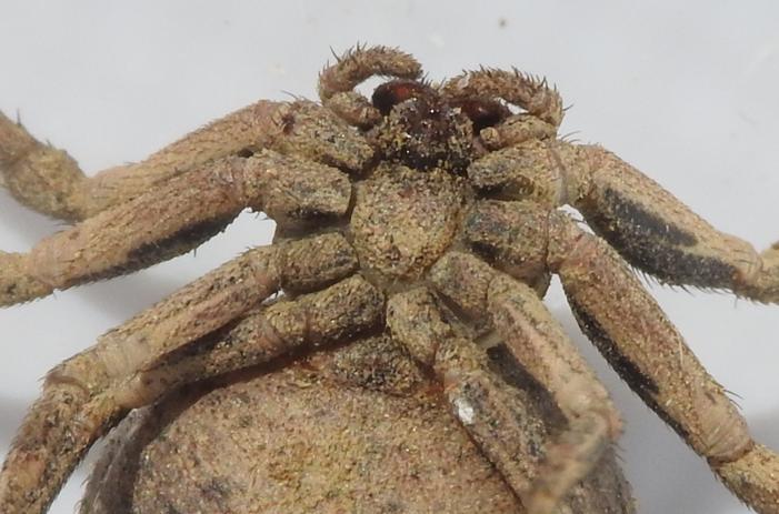 Bassaniodes sp. (Thomisidae)