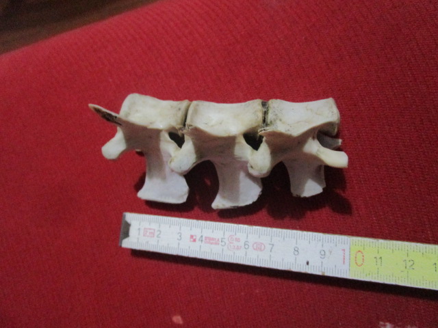 Tratto vertebrale molto bello