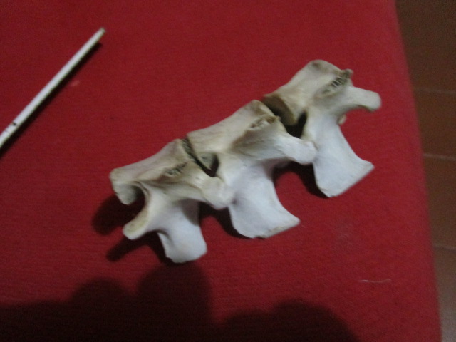 Tratto vertebrale molto bello