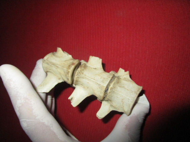 Tratto vertebrale molto bello