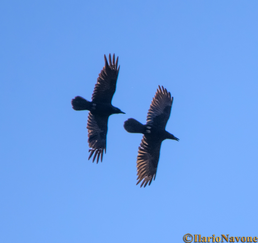 Corvi imperiali (Corvus corax)