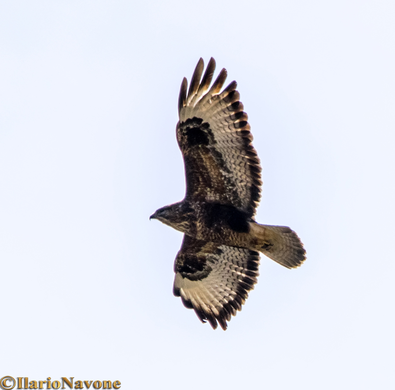 Poiana (Buteo buteo) nel Cuneese