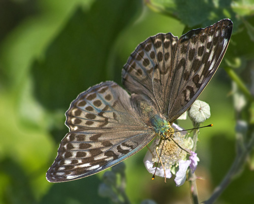 Farfalla Specie - Argynnis paphia