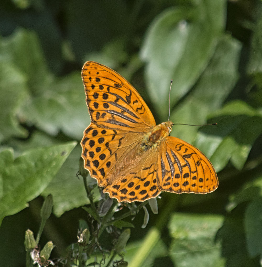 Farfalla Specie - Argynnis (Argynnis) paphia