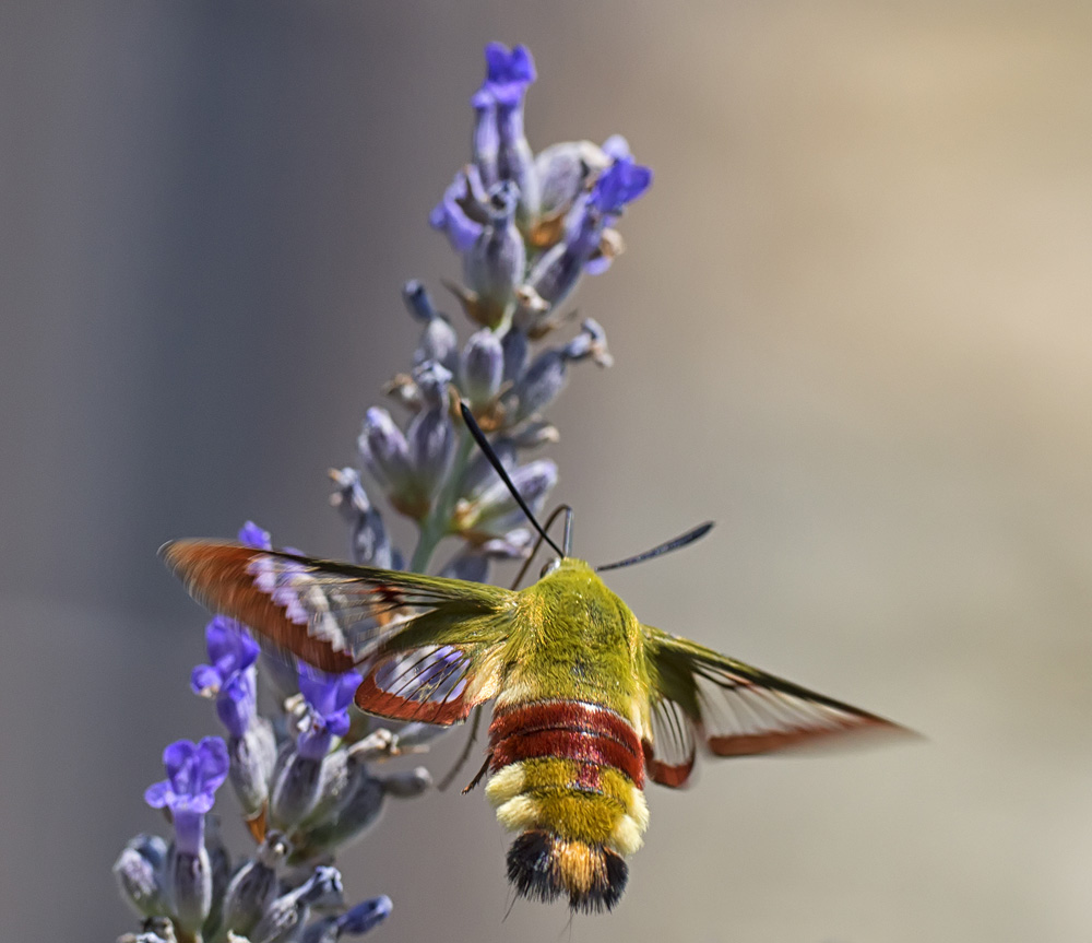 FARFALLA COLIBRI'' - Hemaris fuciformis