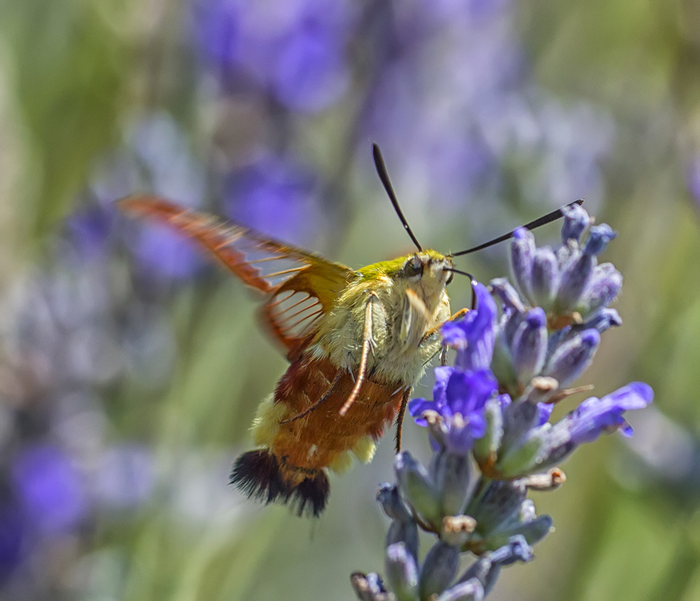 FARFALLA COLIBRI'' - Hemaris fuciformis