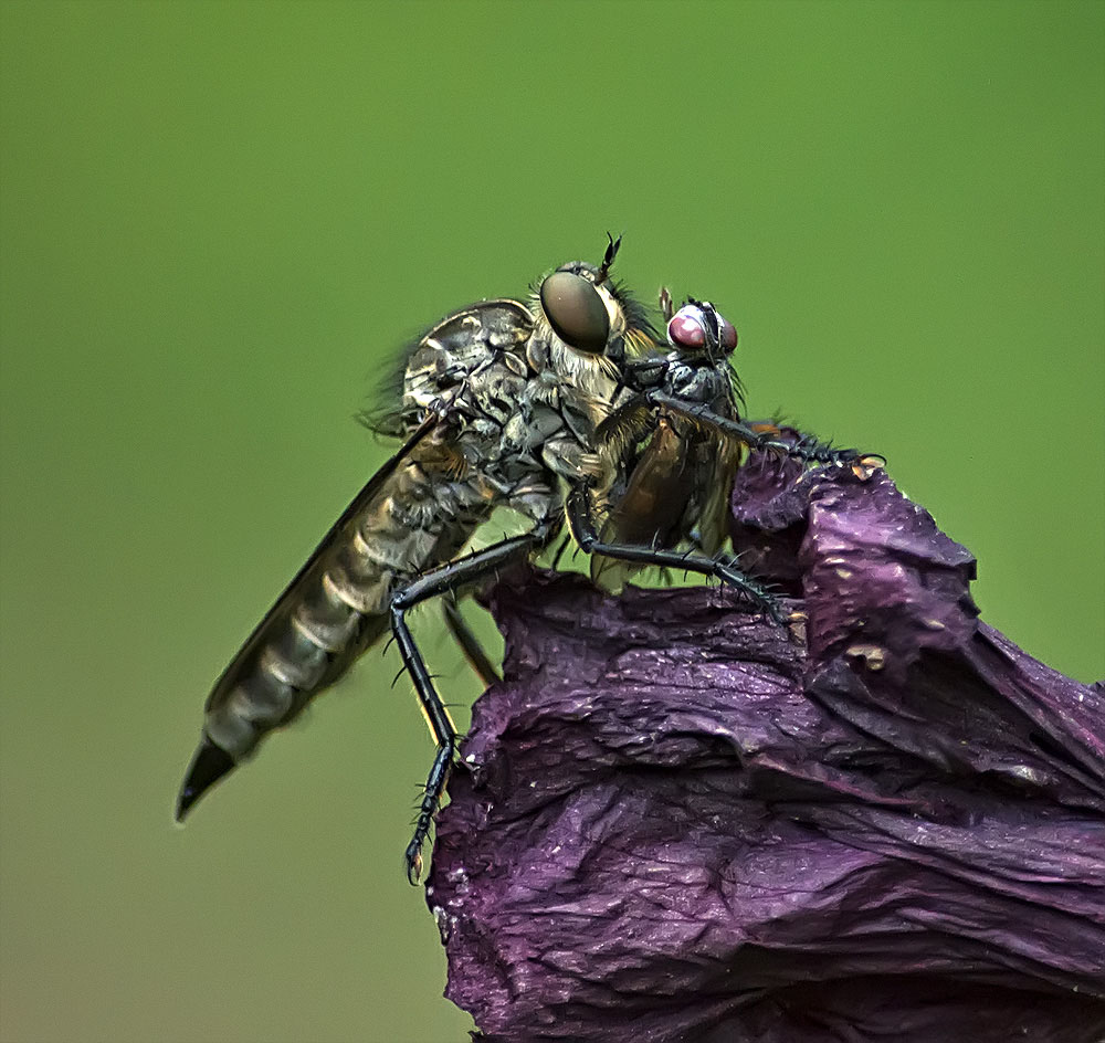 Asilidae con preda