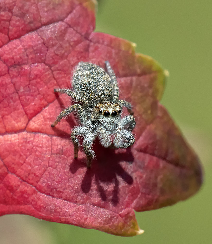 Philaeus chrysops - Casanova Lerrone (SV)