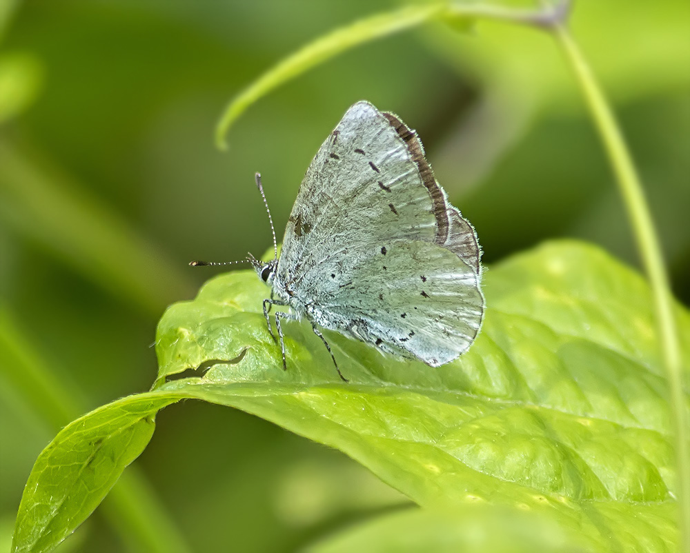 FARFALLA - Celastrina argiolus