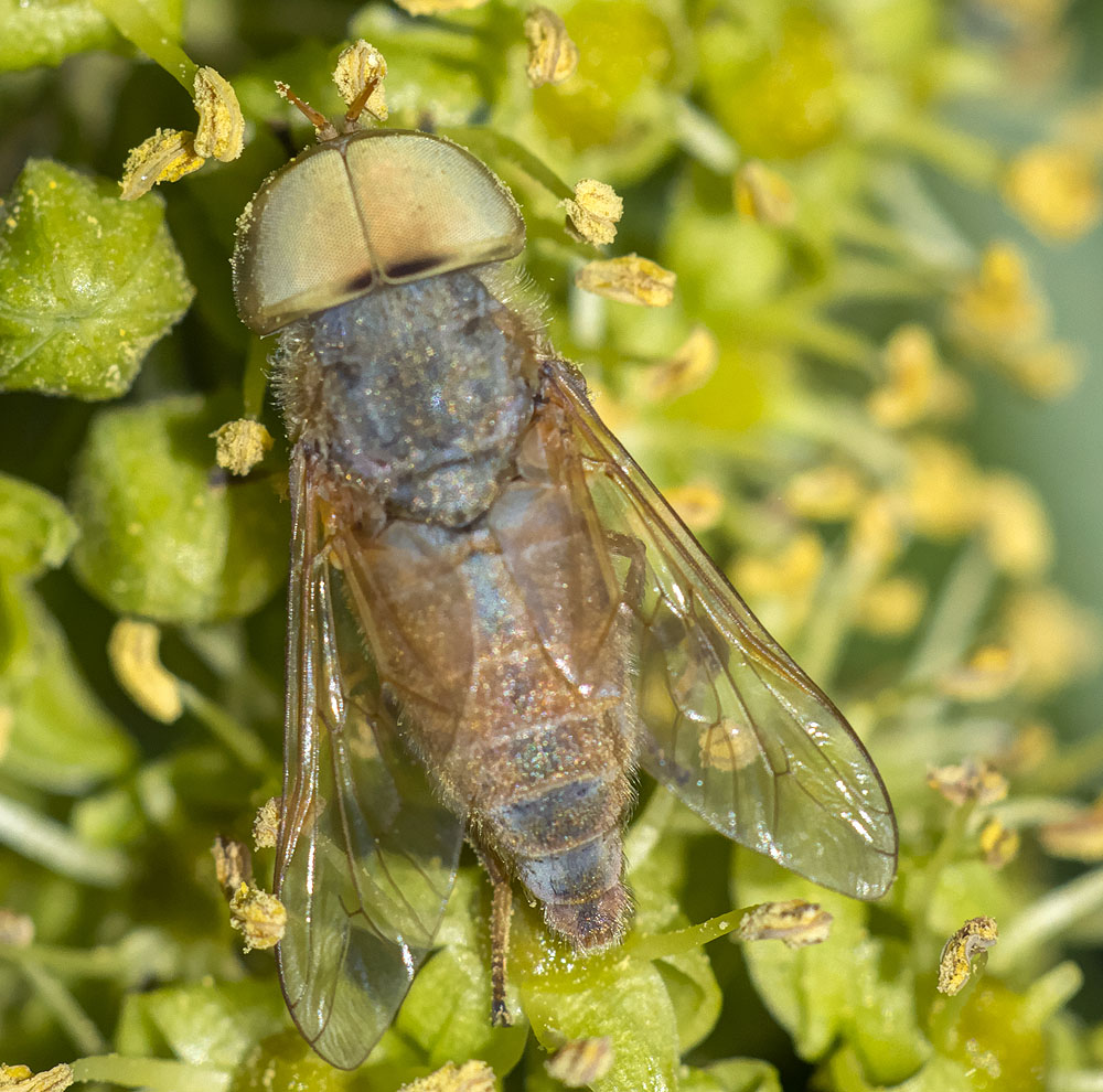 Tabanidae