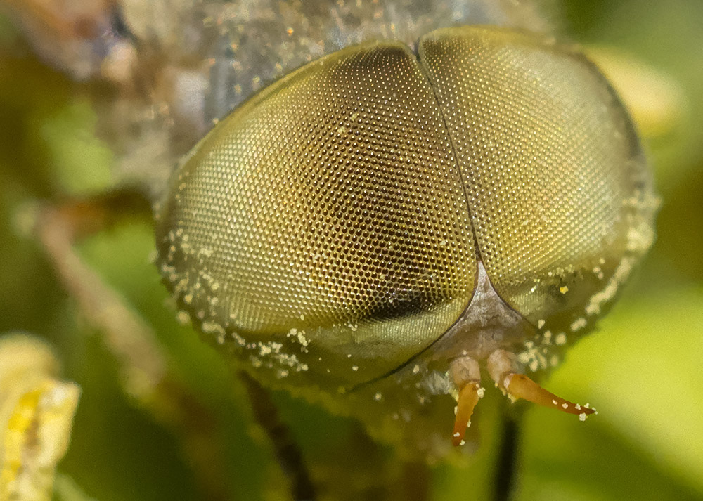 Tabanidae