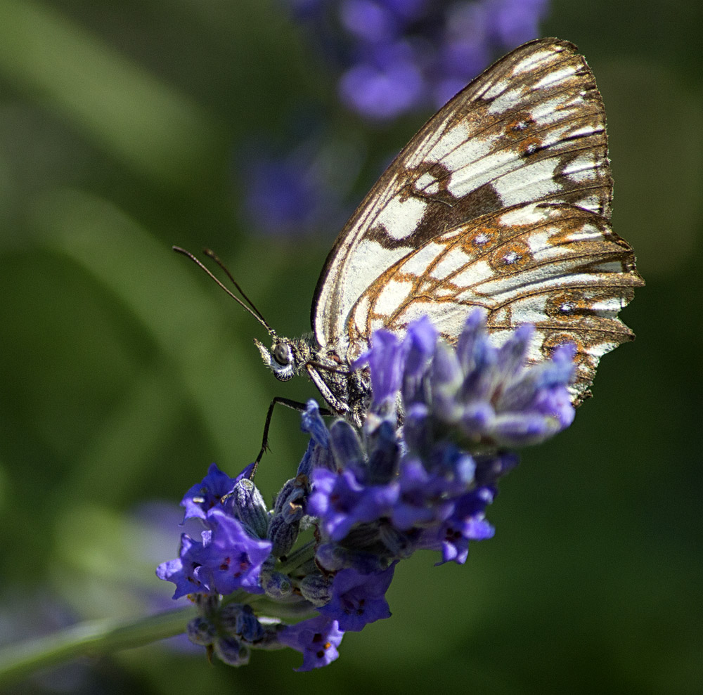Farfalla Specie: Melanargia occitanica