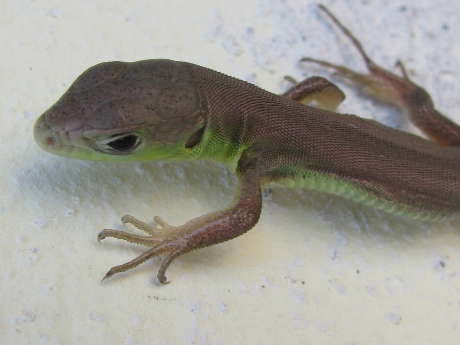 Giovane ramarro occidentale (Lacerta bilineata)