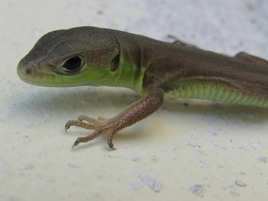 Giovane ramarro occidentale (Lacerta bilineata)