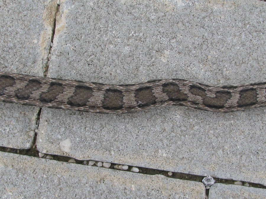 Serpente da identificare