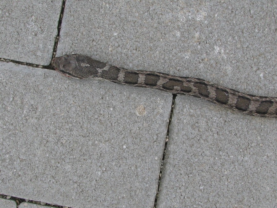 Serpente da identificare