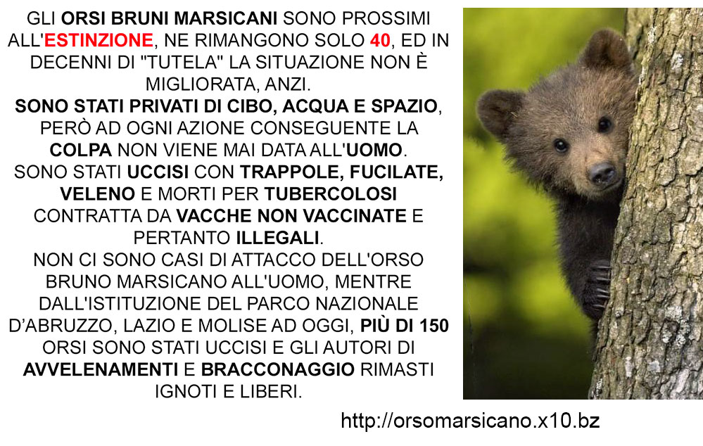 L''orso bruno marsicano si sta estinguendo