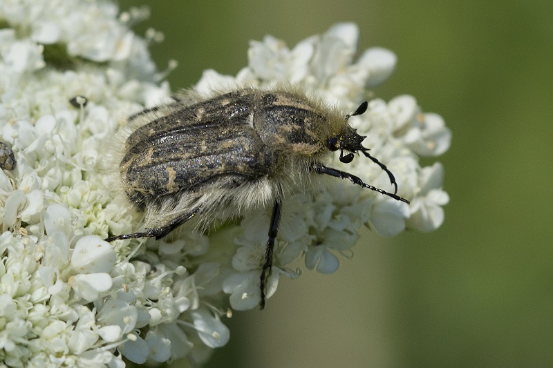 Tropinota squalida, Cetoniidae