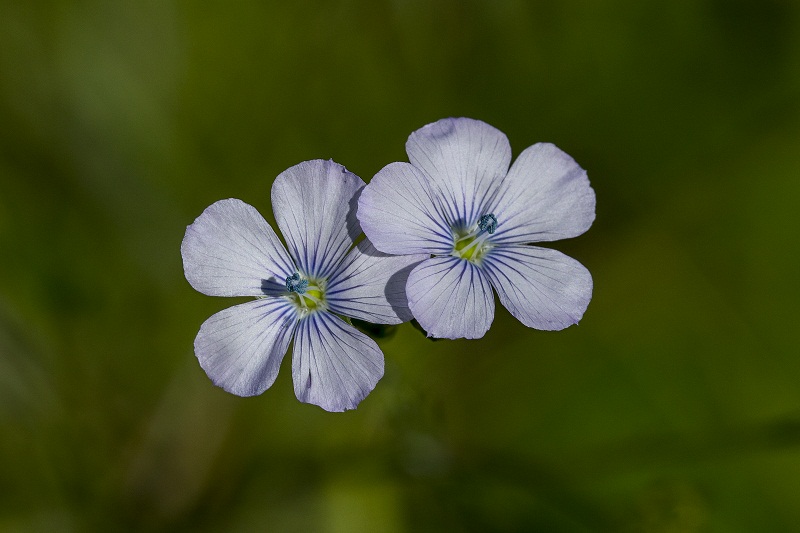 Piccolo fiore celeste - Linum bienne