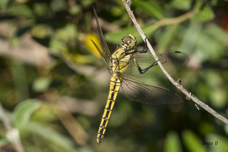 Libellula gialla e nera:  Orthetrum cancellatum, femmina