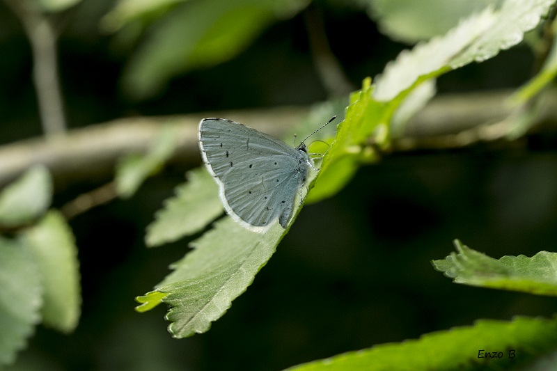 Piccola farfalla celeste