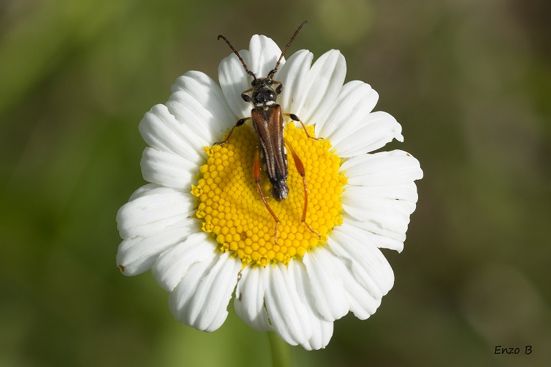Cerambycidae: Stenopterus rufus