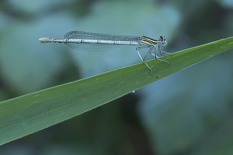 Piccola libellula: Platycnemis pennipes,  maschio