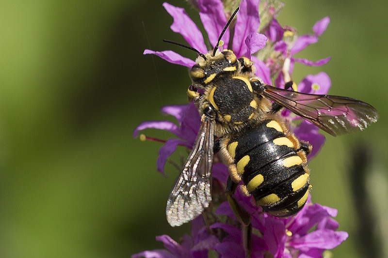 Apidae Megachilinae: Anthidium cfr. manicatum