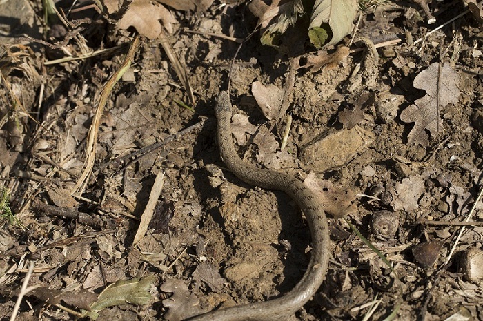 Coronella austriaca