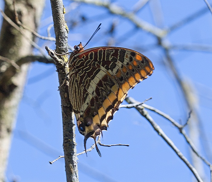 Charaxes jasius (Nymphalidae)