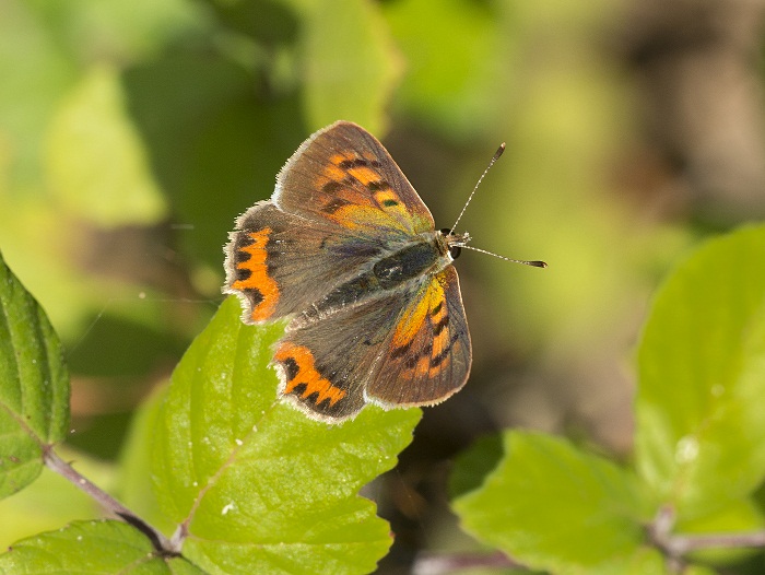 Piccola farfalla:  Lycaena phlaeas